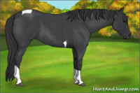 Horse Color:Blue Roan Tobiano 