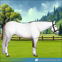 Horse Color:Gray White Spotted Red Roan