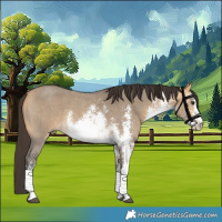 Horse Color:White Spotted Buckskin Dun Sabino 