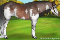 Horse Color:Bay Splash 