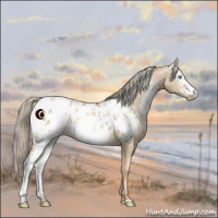 Horse Color:White Spotted Chocolate Palomino Pearl Dun Sabino Appaloosa Rabicano 
