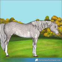 Horse Color:Platinum Chocolate Palomino Dun Sabino 