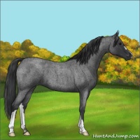 Horse Color:Blue Roan 