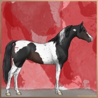 Horse Color:Brown Tobiano Varnish 