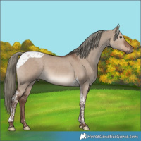 Horse Color:Liver Red Dun Mushroom Tobiano 