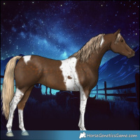 Horse Color:Chocolate Palomino Tobiano 