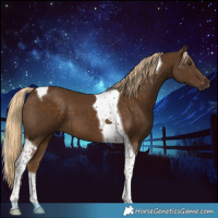 Horse Color:Chocolate Palomino Tobiano 