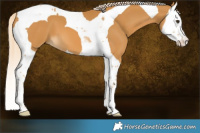 Horse Color:Palomino Splash Tobiano 