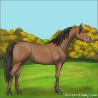 Horse Color:Bay 