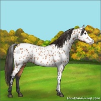 Horse Color:Bay Appaloosa 