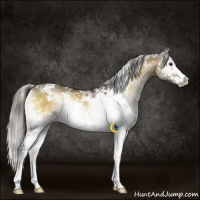 Horse Color:White Spotted Chocolate Palomino Onyx Mushroom Rabicano
