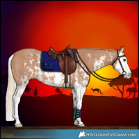 Horse Color:Chestnut Sabino Splash 