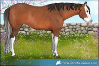 Horse Color:Bay Splash Rabicano 