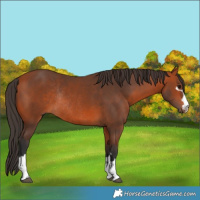 Horse Color:Bay Rabicano 