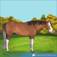 Horse Color:Bay Splash Rabicano 