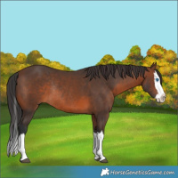 Horse Color:Brown Splash Rabicano 