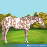 Horse Color:Gold Champagne Near Leopard 