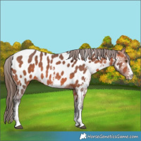 Horse Color:Bay Sabino Near Leopard 