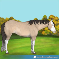Horse Color:Bay Dun Splash Rabicano 