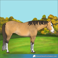 Horse Color:Buckskin Splash Rabicano 