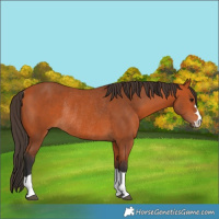 Horse Color:Bay Rabicano 