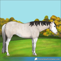 Horse Color:Bay Roan Dun Splash Rabicano 