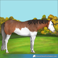 Horse Color:Bay Splash Rabicano