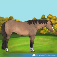 Horse Color:Bay Dun Rabicano 