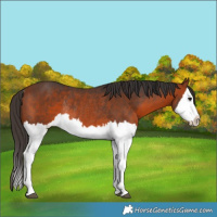 Horse Color:Bay Splash Rabicano 