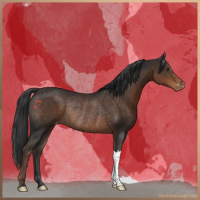 Horse Color:Liver Chestnut Appaloosa Rabicano 