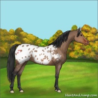 Horse Color:Brown Dun Appaloosa Rabicano 