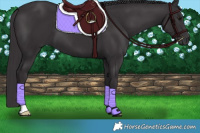 Horse Color:Smoky Black 