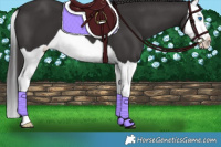 Horse Color:Smoky Black Splash 