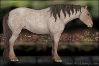 Horse Color:Classic Champagne Roan Appaloosa Rabicano 