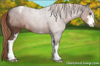 Horse Color:Liver Red Roan Sabino Appaloosa 
