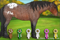 Horse Color:Brown Roan Appaloosa