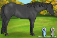 Horse Color:Blue Roan 