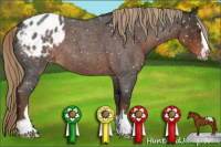 Horse Color:Liver Red Roan Sabino Appaloosa 