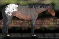 Horse Color:Brown Roan Appaloosa Rabicano