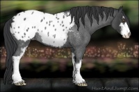 Horse Color:Blue Roan Sabino Appaloosa Rabicano 