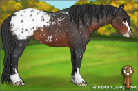 Horse Color:Brown Roan Sabino Appaloosa 