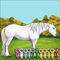 Horse Color:Liver Chestnut Sabino Appaloosa 