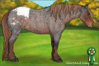Horse Color:Liver Red Roan Appaloosa 