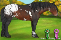 Horse Color:White Spotted Brown Sabino Appaloosa 