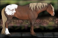 Horse Color:Liver Red Roan Sabino Appaloosa 