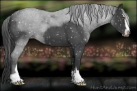 Horse Color:Blue Roan Sabino Appaloosa 