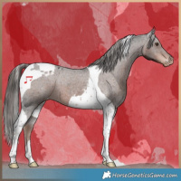 Horse Color:Liver Chestnut Tobiano Appaloosa 