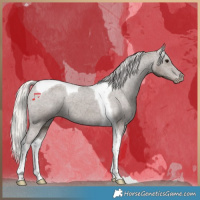 Horse Color:Silver Black Tobiano Appaloosa 