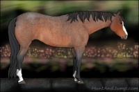 Horse Color:Bay Roan Sabino