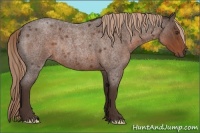 Horse Color:Liver Red Roan Rabicano 
